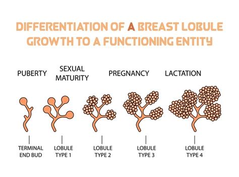 teens with perfect boobs|Breast development: Stages and how to spot growth signs .